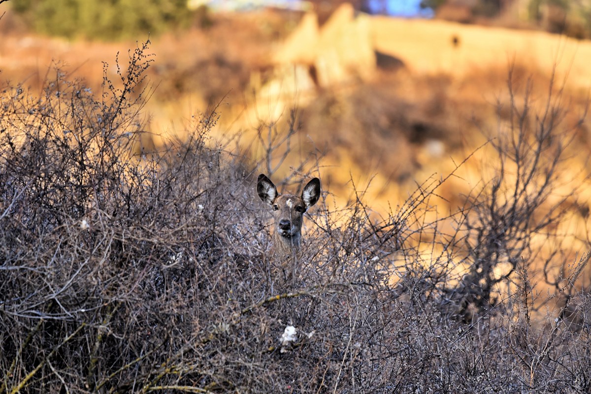 Sika Deer in Tiebu Nature Reserve | Photo by Liu Bin